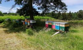 La petite abeille de Normandie ruches - Au rendez-vous des Normands