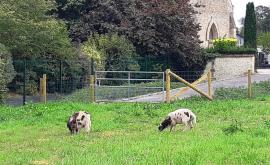 Au Mouton qui Tond eco paturage - Au rendez-vous des Normands