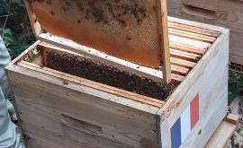 Le Rucher de Cantiers apiculteur officiel de l'Elysée