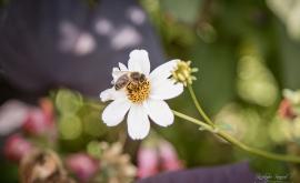 Le Rucher de l'Aure fleur abeille - Au rendez-vous des Normands