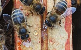 Le Rucher de l'Aure abeille - Au rendez-vous des Normands