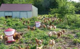 Ferme de la Ryauté extérieur - Au rendez-vous des Normands