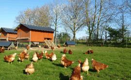 La ferme du Val Fleuri oeufs - Au rendez-vous des Normands