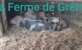 Nos Porcs de "Bayeux" dans leus cabanes en bois - La ferme de Grémi - Au rendez-vous des Normands