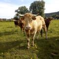 Ferme Vautier - Au rendez-vous des Normands