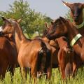 La ferme des Nouroux - Au rendez-vous des Normands